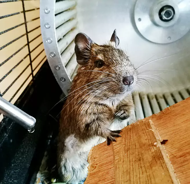 Why Homeowners & Businesses Trust Us Woodridge, IL